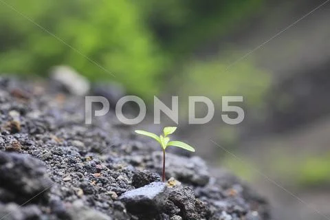 Sprouting leaves Stock Photos