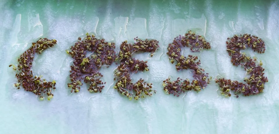 Sprouting Letters Formed by Tiny Cress Green Shoots Stock Photos