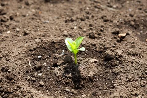 Sprouting malabar spinach on farm Stock Photos