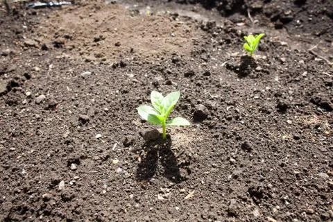 Sprouting malabar spinach on farm Stock Photos