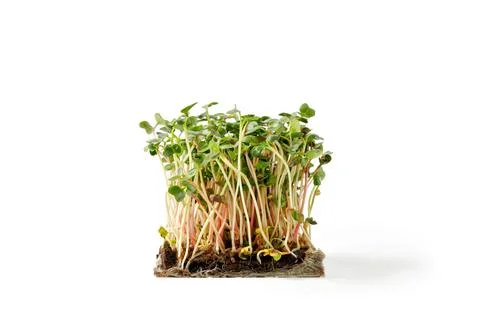 Sprouting Microgreens. Seed Germination at home. Microgreens. Micro green s.. Stock Photos