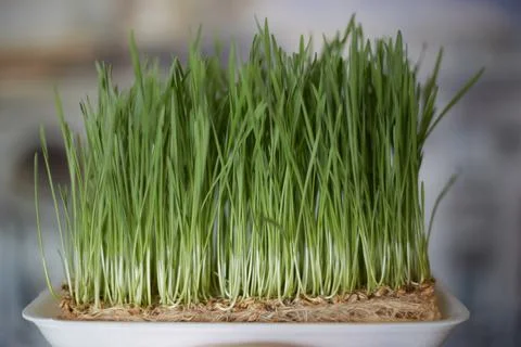 Sprouting Microgreens. Sprouting dish for green shoots. Seed Germination at h Stock Photos