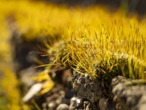 Sprouting moss overtaking concrete foundation Stock Photos