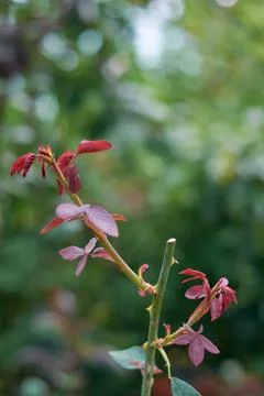 Sprouting new growth after pruning rose plant Stock Photos