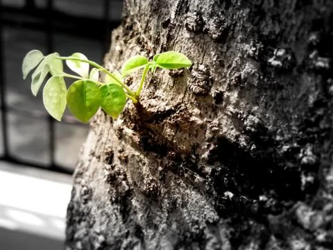 Sprouting New Leaves Foto stock