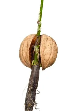 Sprouting nut Stock Photos