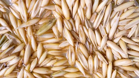 Sprouting oat grains, healthy eating concept, starting life, time lapse, macro Stock Footage 151579882