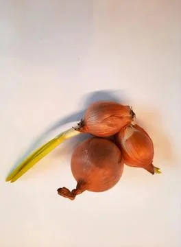 Sprouting onion bulbs isolated on white background with copy space. Stock Photos