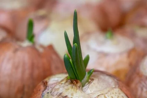 Sprouting Onion Bulbs Show Young Green Shoots Growing in a Garden Bed Durin.. Stock Photos