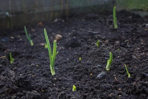 Sprouting onion in dark soil Foto stock