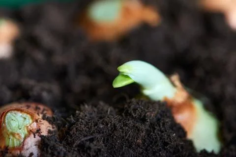 Sprouting onion from the ground Stock Photos