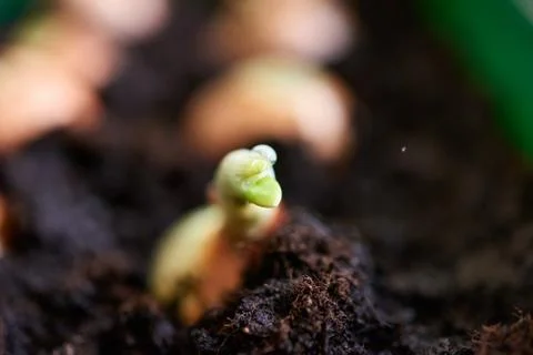 Sprouting onion from the ground Stock Photos