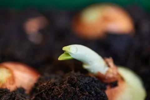 Sprouting onion from the ground Stock Photos