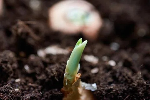 Sprouting onion from the ground Stock Photos