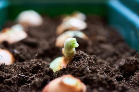 Sprouting onion from the ground Stock Photos