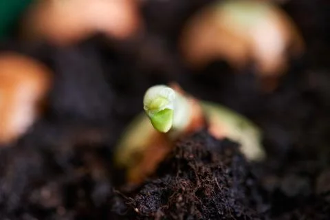 Sprouting onion from the ground Stock Photos