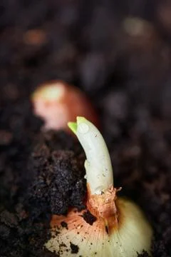 Sprouting onion from the ground Stock Photos