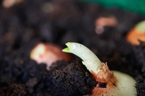 Sprouting onion from the ground Stock Photos