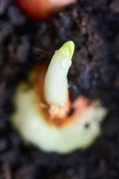 Sprouting onion from the ground Stock Photos