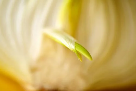 Sprouting Onion Half: A Macro View of Growth. Stock Photos