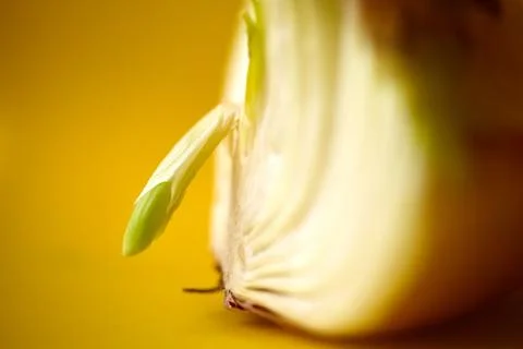 Sprouting Onion Half: A Macro View of Growth. Stock Photos