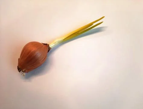 A sprouting onion, highlighted against a white background Stock Photos