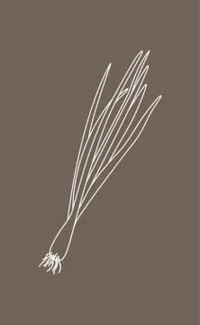 Sprouting onion isolated on beige background. Lined vector illustration Stock Illustration