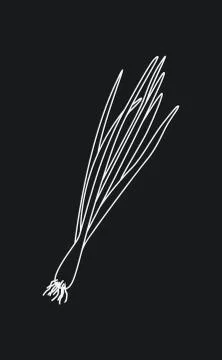 Sprouting onion isolated on black background. Lined vector illustration Illustrazione stock
