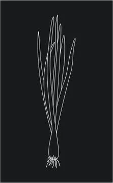 Sprouting onion isolated on black background. Lined vector illustration Illustrazione stock