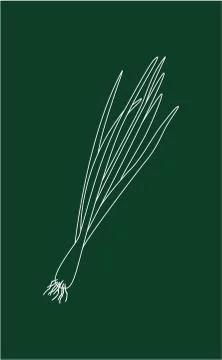 Sprouting onion isolated on green background. Lined vector illustration Illustrazione stock