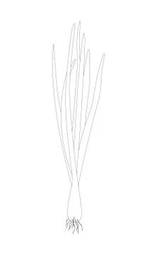 Sprouting onion isolated on white background. Lined vector illustration Stock Illustration