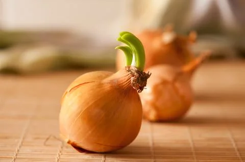 Sprouting onion lying on mat Foto stock