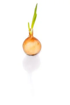 Sprouting onion Stock Photos
