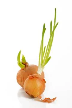 Sprouting onion Foto stock
