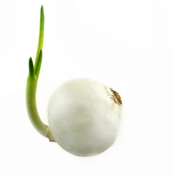 Sprouting Onion Stock Photos
