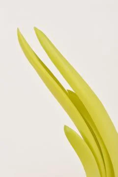 A sprouting onion Stock Photos