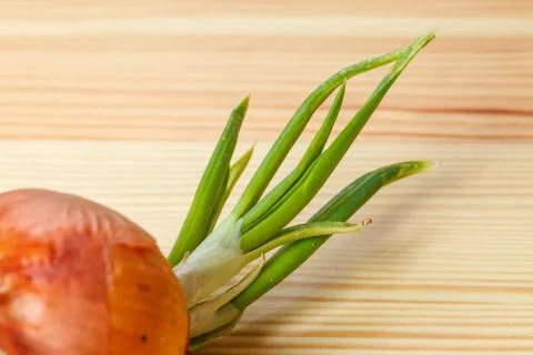 Sprouting onion table Stock Photos