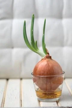 Sprouting onion on a vintage surface Stock Photos