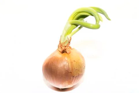Sprouting onion on a white background Stock Photos