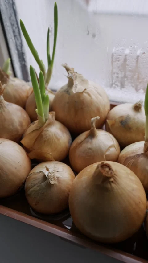Sprouting Onions Growing Indoors on a Windowsill Stock Footage 324991887