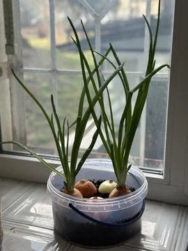 Sprouting Onions Growing in Plastic Container on Windowsill 写真素材
