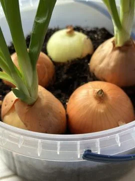 Sprouting Onions Growing in Plastic Container on Windowsill Stock Photos