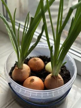 Sprouting Onions Growing in Plastic Container on Windowsill 写真素材