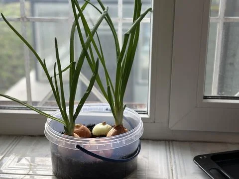Sprouting Onions Growing in Plastic Container on Windowsill Stock Photos