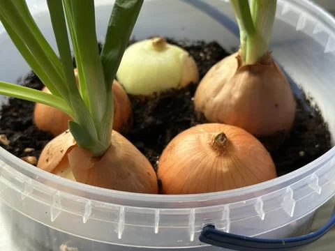 Sprouting Onions Growing in Plastic Container on Windowsill Stock Photos