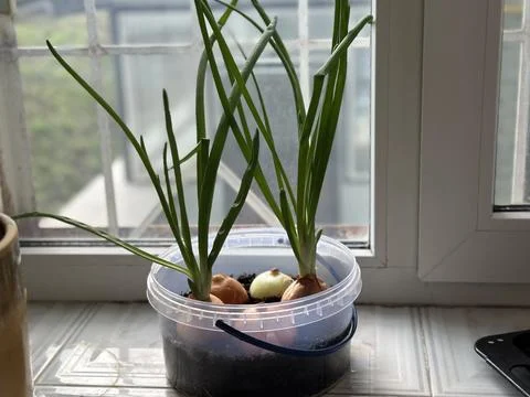 Sprouting Onions Growing in Plastic Container on Windowsill Stock Photos