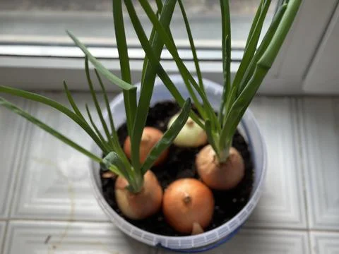 Sprouting Onions Growing in Plastic Container on Windowsill Stock Photos