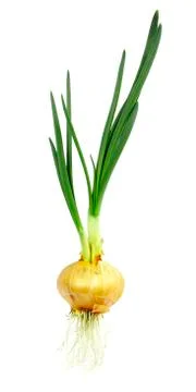 Sprouting onions Stock Photos