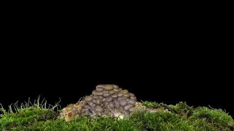 Sprouting Oyster Mushroom Time Lapse fall. Fungus shirataki on isolated black Stock Footage 240906895