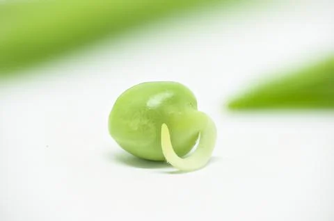 Sprouting pea Stock Photos